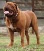  - M.CH HEAT RED DOG DEMARS