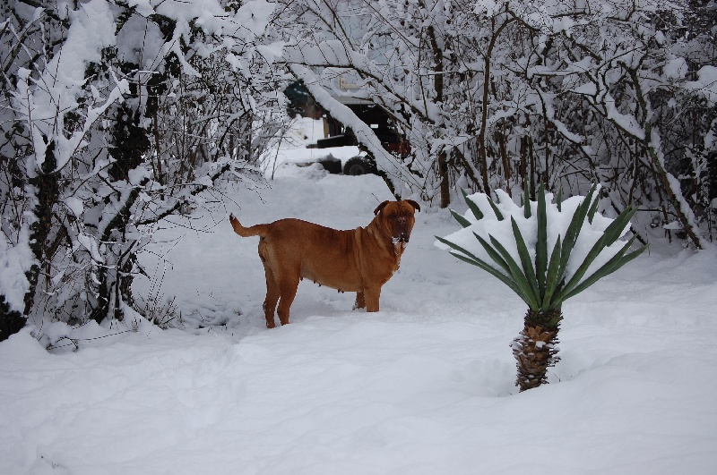 Alfirin Red Dog Demars