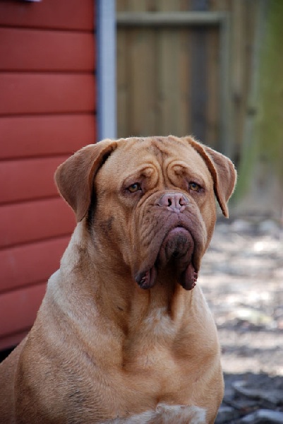 chien douceur Nizhoni