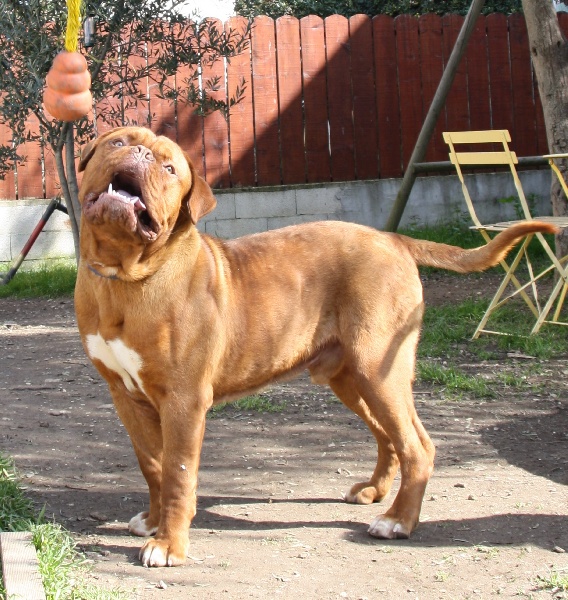 Harmonieux douceur dit haribo Red Dog Demars
