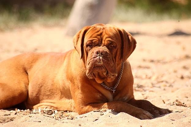 Janis Red Dog Demars