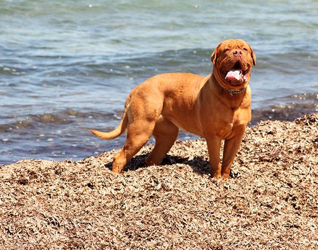 Joplin Red Dog Demars