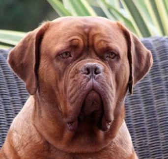 CH. Jamaika du hot dogues red